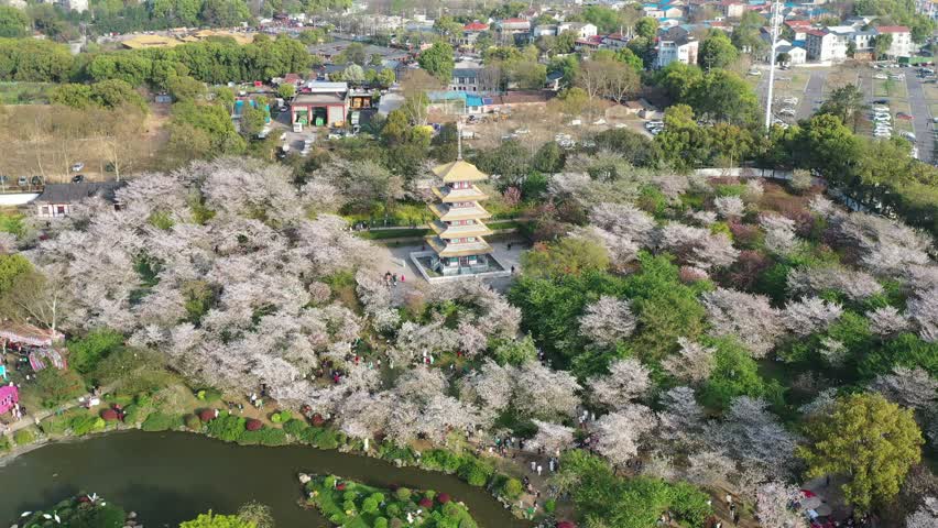 4k湖北武汉东湖樱花园五重塔环绕航拍