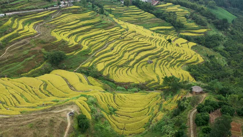 金华市塔石乡岭边村金色梯田风光 4k航拍视频