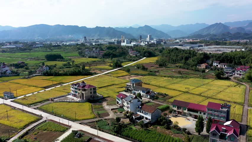 浙江大同建德稻香小镇金色稻田风光4k航拍视频