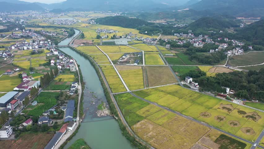 浙江大同建德稻香小镇金色稻田风光4k航拍视频