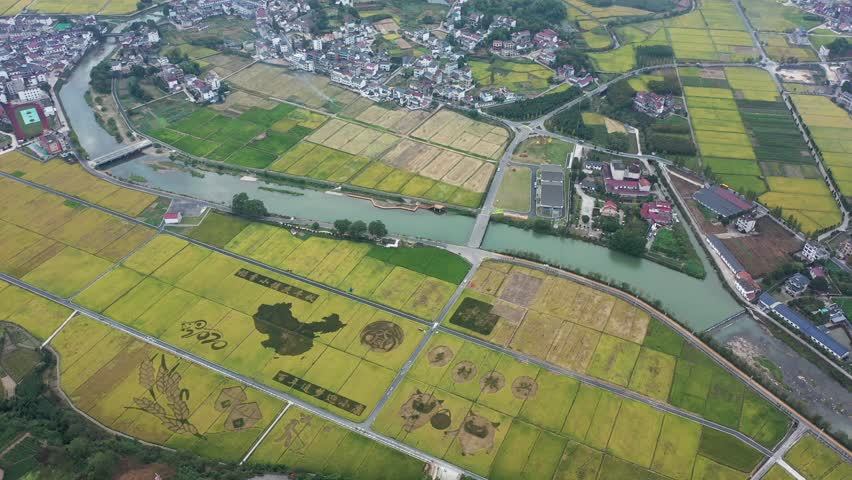 浙江大同建德稻香小镇金色稻田风光4k航拍视频