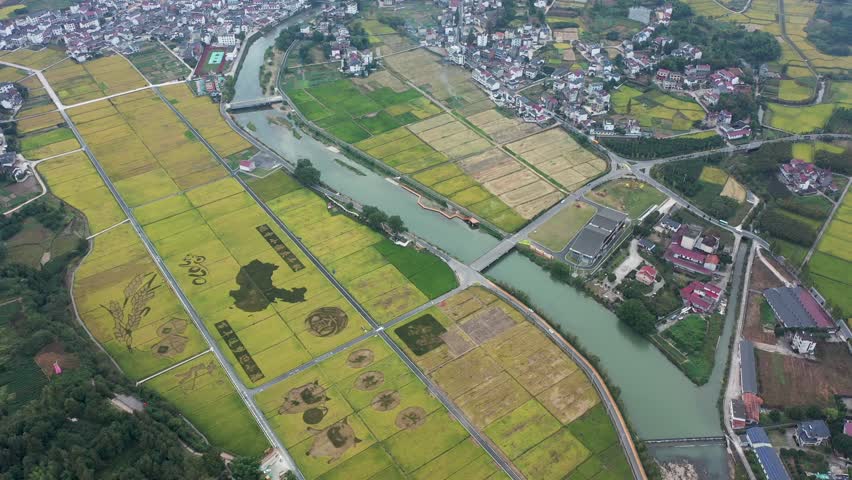 浙江大同建德稻香小镇金色稻田风光4k航拍视频