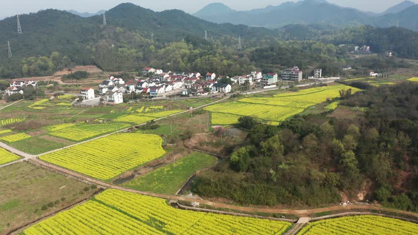 4k航拍诸暨布谷湖风景区油菜花海风光