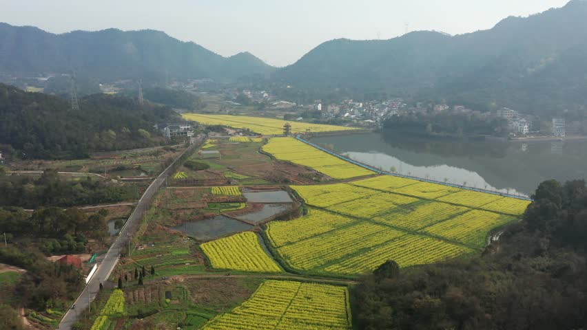 4k航拍诸暨布谷湖风景区油菜花海风光